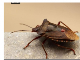 EVO ZAŠTO NIKAKO NE SMIJETE UBITI SMRDIBUBU: Bitno je da ih IMATE U KUĆI, kad čujete RAZLOG zavolićete ih