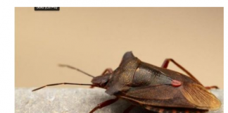 EVO ZAŠTO NIKAKO NE SMIJETE UBITI SMRDIBUBU: Bitno je da ih IMATE U KUĆI, kad čujete RAZLOG zavolićete ih