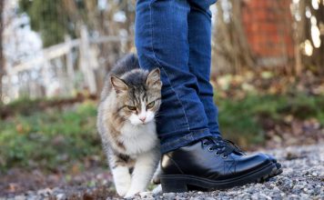 Što vam vaša mačka pokušava reći kada vam se trlja uz noge?Obratite pažnju pokušava nešto važno da vam kaže!!!!