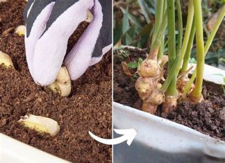 Evo kako da uzgojite đumbir kod kuće i obezbedite zalihu za celu porodicu tokom cele godine
