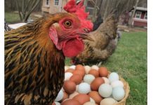 Kokoši će NOSITI 2 puta više jaja: Tajne o kojima iskusni farmeri šute!