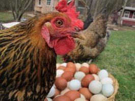 Kokoši će NOSITI 2 puta više jaja: Tajne o kojima iskusni farmeri šute!