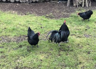 Vredi pravo bogatstvo: Meso i organi ove kokoške su crni, veruje se da ima mistične moći