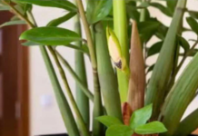 Jeste li znali da ZAMIOKULKAS može cvjetati? Samo mu trebate dati ovu prehranu!