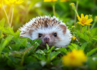 Ako vam se u dvorištu pojavio jež, možete mirno spavati!