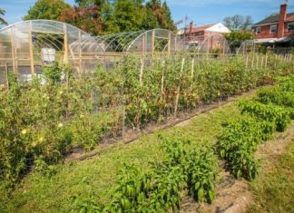 Ovo je najotrovnije povrće: Neki ga ljeti jedu svaki dan, a prska se s čak 15 različitih vrsta pesticida. Donosimo čitav popis