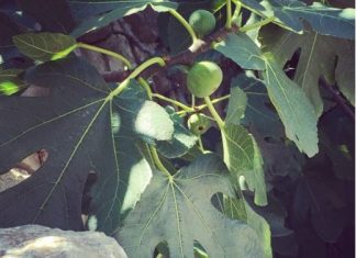 Nije samo orah u pitanju: Naši stari nikad nisu sadili smokvu blizu kuće, evo i zbog čega