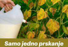 Samo jedno prskanje – čak i mrtvi krastavci ožive i daju velike plodove.