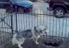 PAS DANIMA KOPAO NA ISTOM MJESTU, VLASNICA POSUMNJALA DA NE NEŠTO DEBELO NE VALJA: Kada je vidjela o čemu se radi, sledila se VIDEO