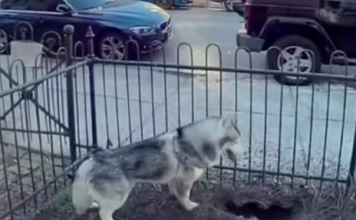PAS DANIMA KOPAO NA ISTOM MJESTU, VLASNICA POSUMNJALA DA NE NEŠTO DEBELO NE VALJA: Kada je vidjela o čemu se radi, sledila se VIDEO