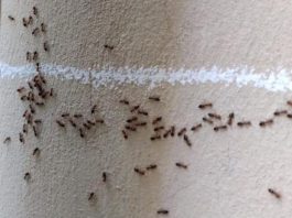 KAKO DA SE REŠITE MRAVA U SVOM DOMU ZAUVEK? 3 načina da NESTANU i više se nikad ne NE POJAVE, naprskajte ih…