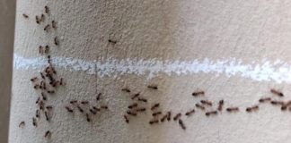 KAKO DA SE REŠITE MRAVA U SVOM DOMU ZAUVEK? 3 načina da NESTANU i više se nikad ne NE POJAVE, naprskajte ih…