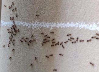 KAKO DA SE REŠITE MRAVA U SVOM DOMU ZAUVEK? 3 načina da NESTANU i više se nikad ne NE POJAVE, naprskajte ih…