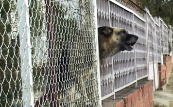 Narodna vjerovanja koja i danas žive: Simboli sreće, nesreće i života među nama – šta znači ako tuđi pas zalaje pored vaše kuće!