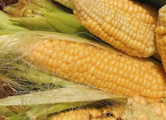 Kukuruz više ne morate da kuvate satima, dodajte 1 sastojak iz frižidera i biće gotov za 10 minuta