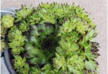 Narodna verovanja kažu da ovu biljku ni za živu glavu ne treba saditi u dvorištu: Tera sreću iz kuće i unosi maler