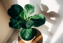 3 biljke koje obavezno treba a presadite u avgustu: Ključno je za opstanak i bujaće kao nikad ranije