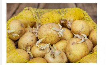 KROMPIR brzo klija? Čuvajte ih zajedno sa ovim proizvodom. Ni jedan neće proklijati!