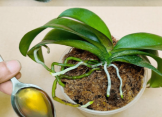 Sipajte samo jednom! Najslabija orhideja momentalno postaje jaka i cvjeta cijelu godinu…..