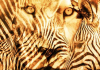 Lav ili zebra: Životinja koju ste prvo ugledali na ovoj optičkoj iluziji otkriva najvažnije osobine vaše ličnosti