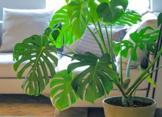 Veruje se da ova biljka donosi siromašvo: Mnogi je imaju u kući, a ako je dobijete na poklon, evo šta treba da uradite