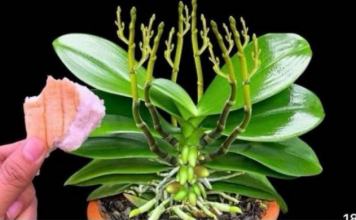 Stavite 1 komad ispod 0rhideje! 0djednom izraste 100 grana i cvjeta cijele godine