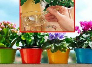 Da vaše biljke cvjetaju dugo i bogato: Bujno cvjetanje i lijepo lišće omogućiće nam OVAJ rastvor