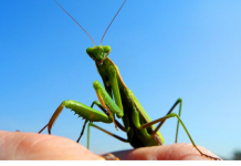 Kada BOGOMOLJKA uđe u vašu kuću, to znači SAMO JEDNO: Njeno prisustvo nosi važnu poruku, evo i koju
