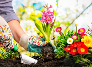 JEDAN ZAČIN ČISTI ZEMLJU, POSPEŠUJE RAST CVEĆA I UNIŠTAVA PESTICIDE: Pravo čudo ČINI U VAŠOJ BAŠTI