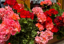 Od ovoga će cvetovi da eksplodiraju od bujanja: Prirodno đubrivo koje svaku saksiju pretvara u cvetni raj