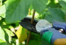 Kako orezati ribizle U AVGUSTU da biste sljedeće godine dobili bogat urod na svakom grmu: EVO postupka!