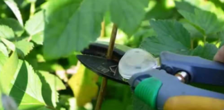 Kako orezati ribizle U AVGUSTU da biste sljedeće godine dobili bogat urod na svakom grmu: EVO postupka!