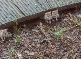 Kukuruz više ne morate da kuvate satima, dodajte 1 sastojak iz frižidera i biće gotov za 10 minuta