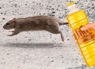 Slijedite OVU proceduru – Nekoliko kapi ovog proizvoda će vam pomoći da TRAJNO otjerate miševe iz kuće!