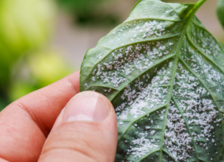 Obična Coca-Cola ubija lisne uši bolje od hemikalija: Samo uradite ovo s njom i NESTALE SU IZ DVORIŠTA ZA TREN OKA!