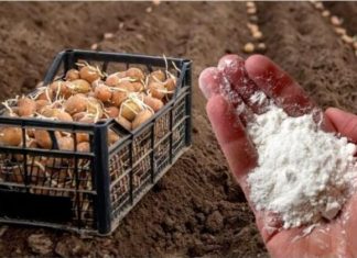 DVOSTRUKI prinos krompira: Obavezno ga dodajte u zemlju prije sadnje!