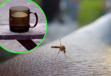 Napunite čašu njome i stavite je na prozorsku dasku: Ovako se Italijani bore protiv komaraca – TO JE DOKAZANO GODINAMA