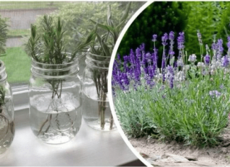 Ovako razmnožavam lavandu i naše dvorište je postalo oaza mira i mirisa: MOŽETE JE I VI, VRLO JE JEDNOSTAVNO!