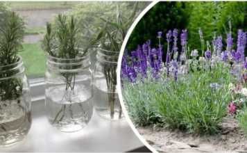 Ovako razmnožavam lavandu i naše dvorište je postalo oaza mira i mirisa: MOŽETE JE I VI, VRLO JE JEDNOSTAVNO!