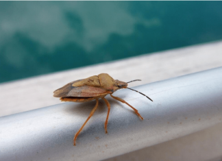 Kako da se rešite smrdibuba? 3 jednostavna načina da dosadne insekte oterate zauvek