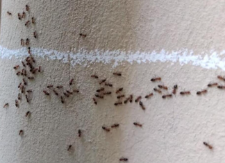 Nećete verovati: Mravi od pamtiveka nagoveštavaju događaje, evo kada slute zlo i nesreću u kući