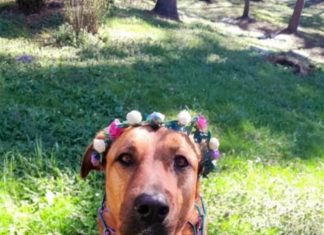 Što psi rade kada osjete lošu osobu: Ovo je njihova reakcija, dobro zapamtite