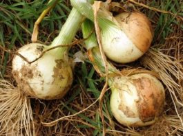 PRIJE sadjenja luka uradi ovo! Imaćeš bogatu berbu luka a ne košta ništa!