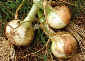 PRIJE sadjenja luka uradi ovo! Imaćeš bogatu berbu luka a ne košta ništa!