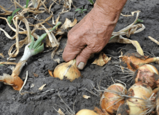 Nemojte zaboraviti krajem MAJA bitno gnojivo za luk- EVO KAKO DA SE SPREMITE ZA NAJVEĆU BERBU IKADA