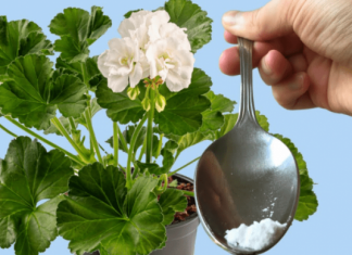 ODMAH JE PROCVJETALA! 1 kašičica za bilo koji kućni cvijet i bujno cvjetanje je zagarantovano!