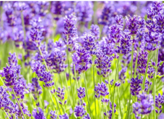 Ovako razmnožavam lavandu i naše dvorište je postalo oaza mira i mirisa: MOŽETE JE I VI, VRLO JE JEDNOSTAVNO!