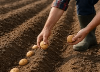 Svi su bili iznenađeni što sadimo krompir u augustu: Kada su komšije vidjele žetvu za 60 dana, ove godine ne oklijevaju ni sekunde – samo to urade ovako!
