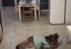 Pas je sam kod kuće i neko zvoni – ono što kamera snimi je preludo!