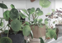 KADA PROCVJETA, U KUĆU STIŽU DOBRE VIJESTI – BILJKA KOJA JE MAGNET ZA SREĆU: Stavite joj ovo u saksiju da privuče novac!